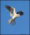 _2SB8797 white-tailed kite